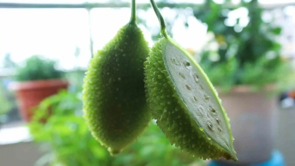 profitable Contola vegetables to plant in May June