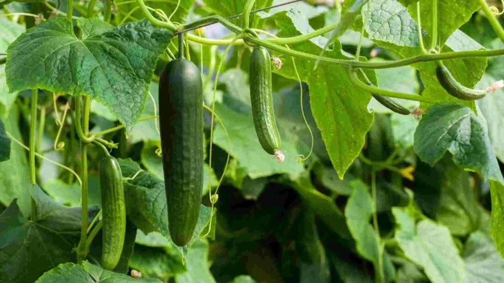 vegetables grown in cucumber