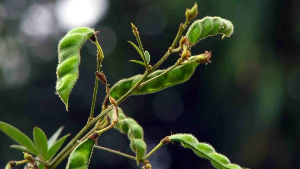 pigeon pea