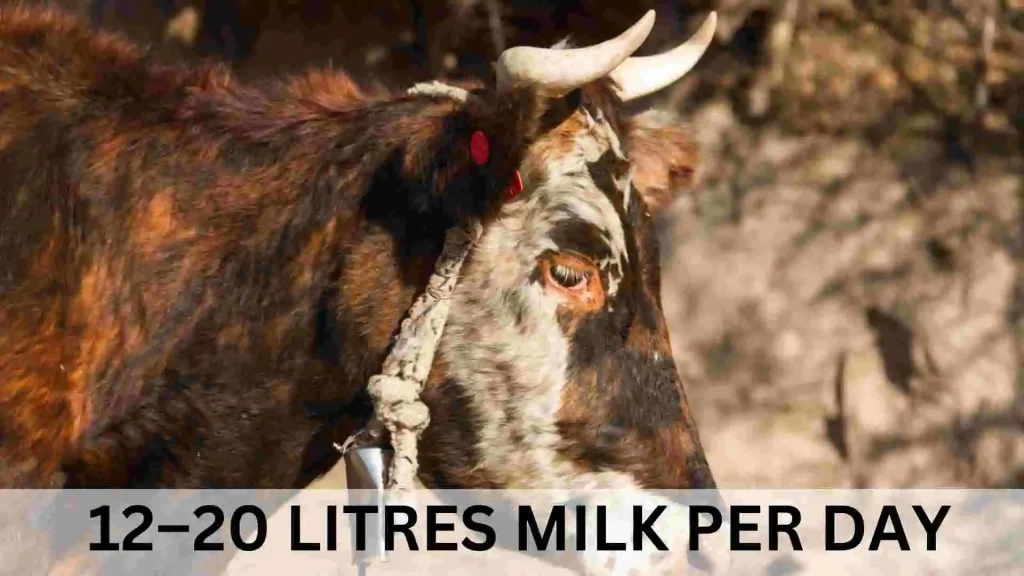 Gir Cow – Best Indian Cow Breed for Milk