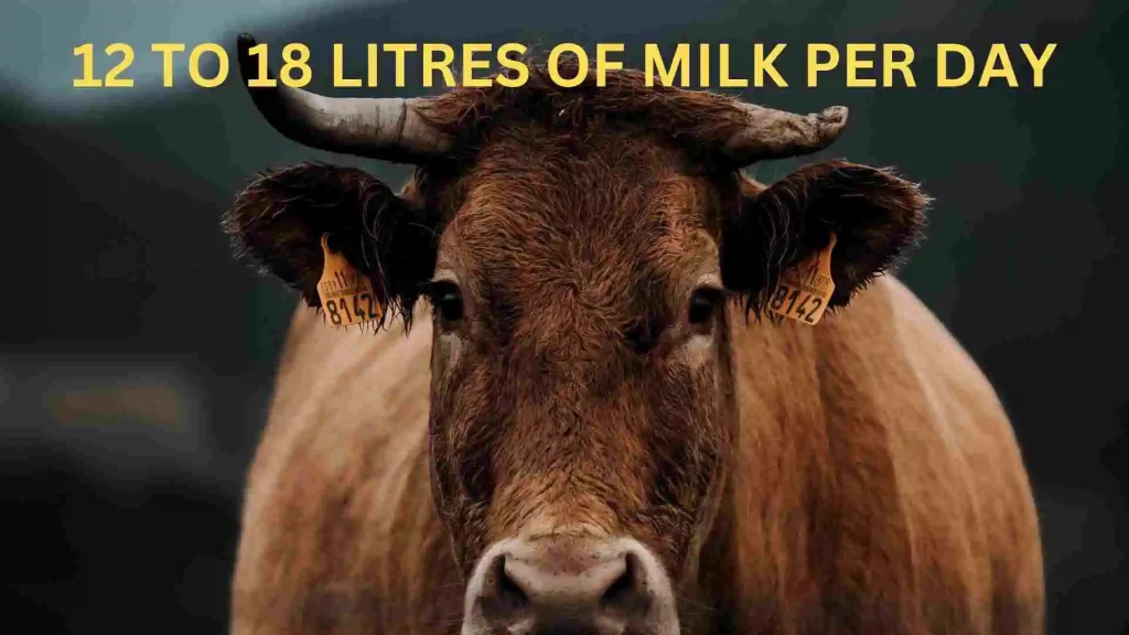 Sahiwal Cow – Top Desi Milking Cow Breed