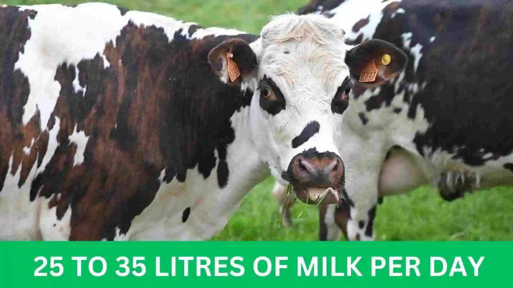 Holstein Friesian – Best Milking Cow in the World