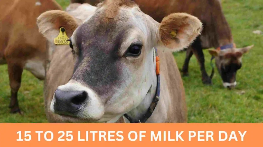 Jersey Cow – Profitable Dairy Cow Breed