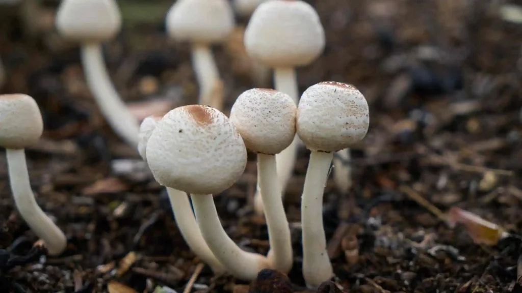 at home mushroom farm