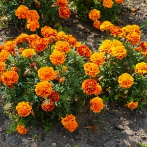 marigold is planted in May