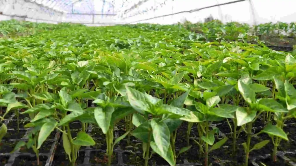 nursery business investment
