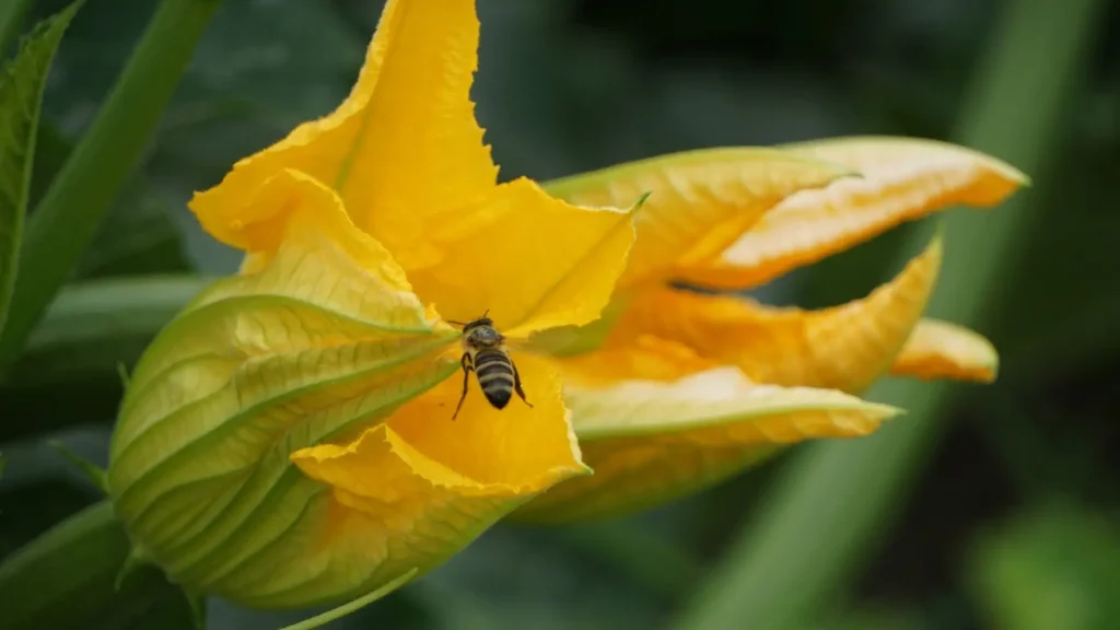 summer squash not growing