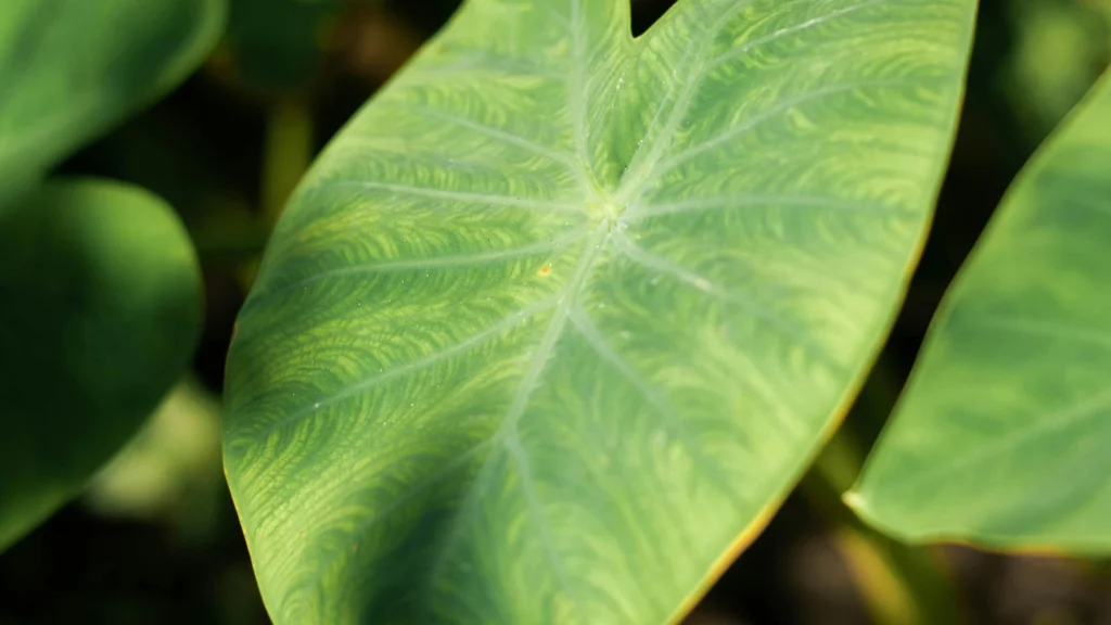 Taro leaf are heart Shaped and drug green in colour. have a fairly high nutrition value