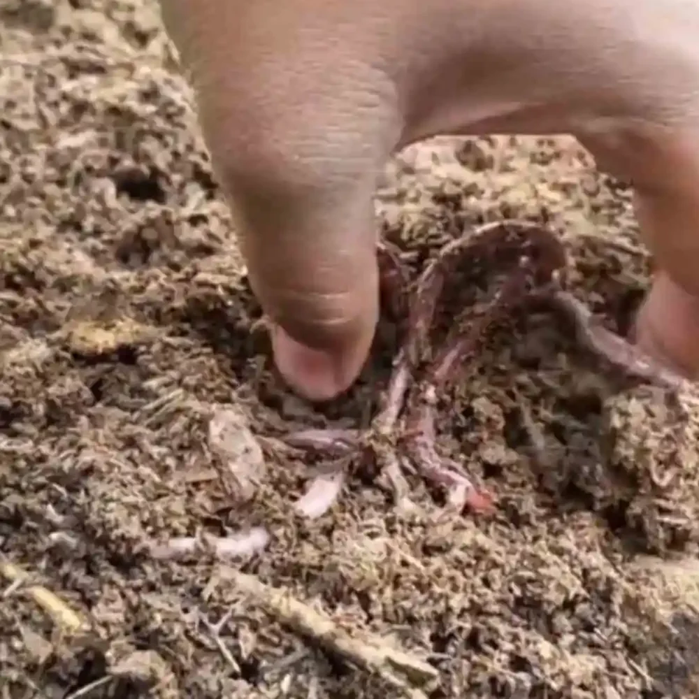 Vermicompost Business Idea