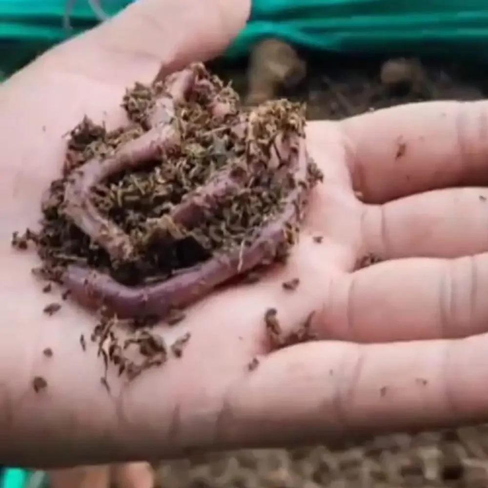 Vermicompost Business Idea