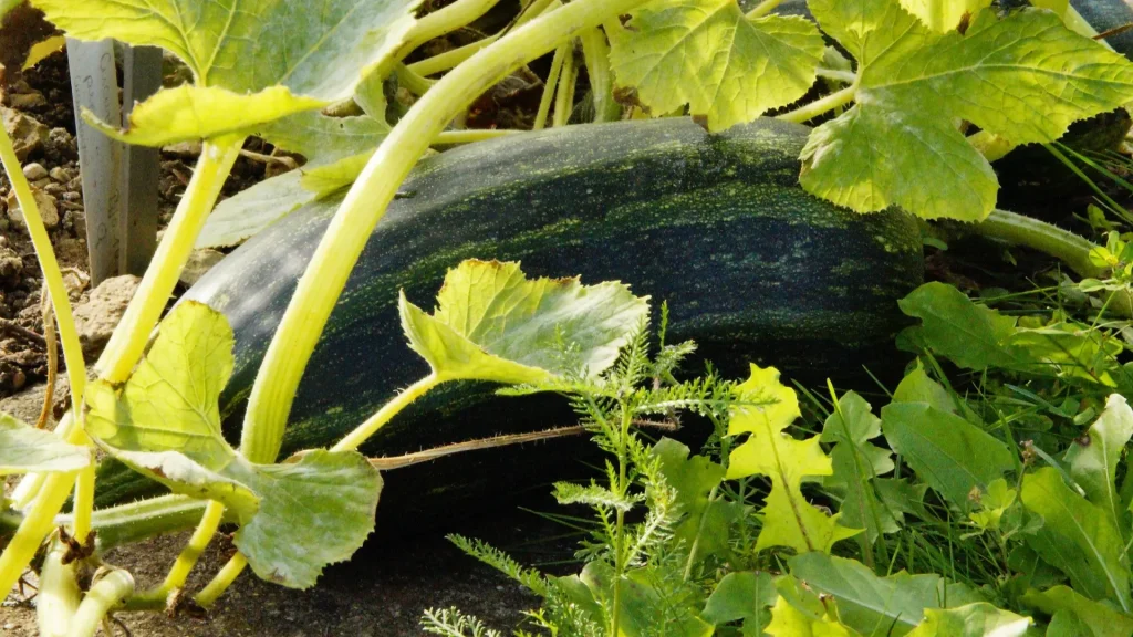 Fertilization and Irrigation for Yellow Zucchini Farming