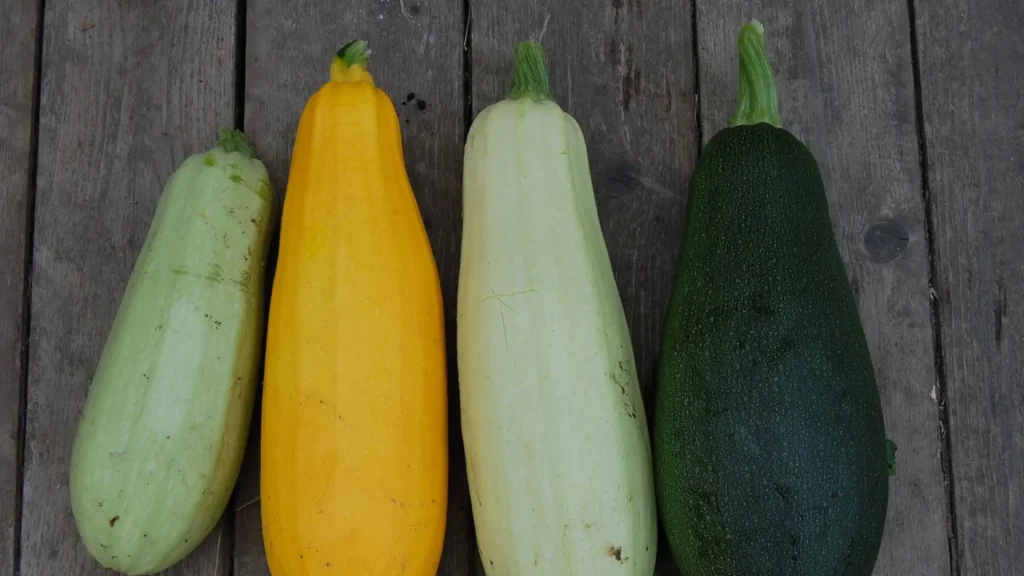 Zucchini Cultivation in India