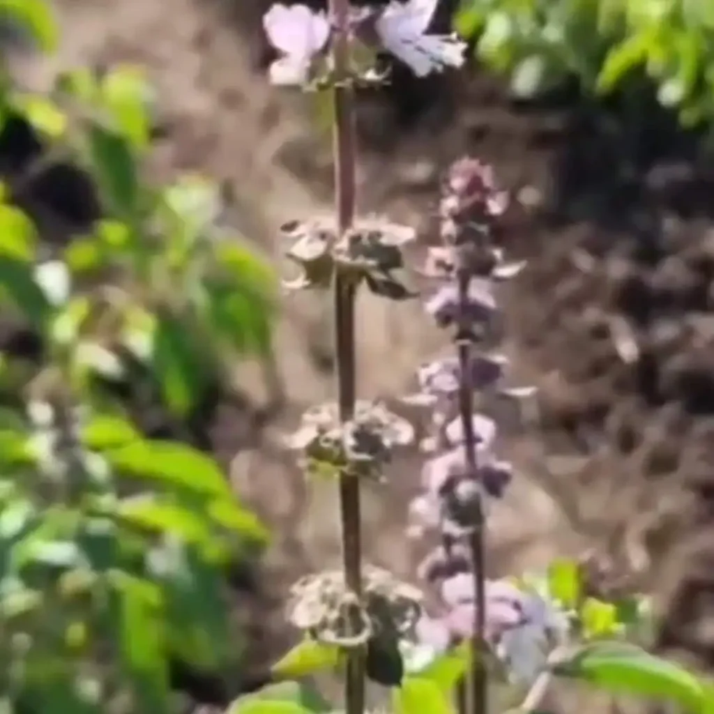 Tulsi Cultivation in India