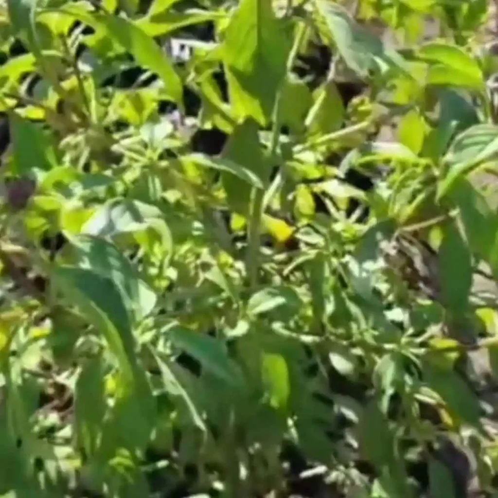Tulsi Cultivation in India